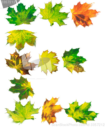 Image of Letter E composed of multicolor maple leafs