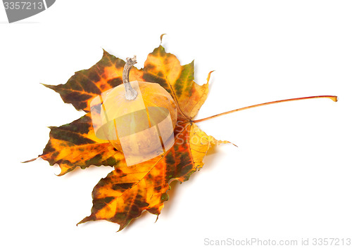 Image of Small decorative pumpkin on multicolor autumn maple-leaf