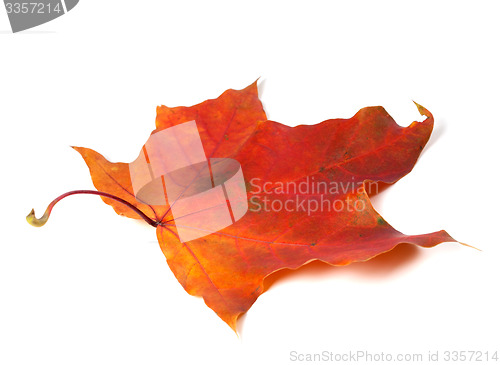 Image of Red autumn maple leaf