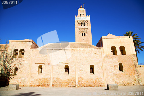 Image of history in maroc palm  and the blue     sky