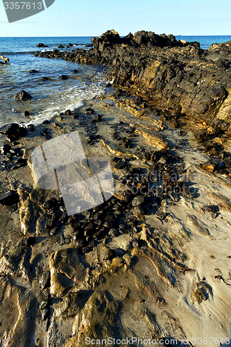 Image of     madagascar    andilana beach seaweed in  and rock 