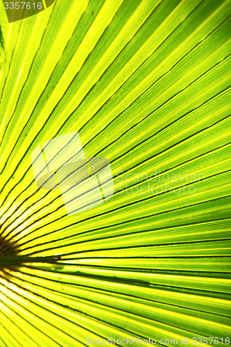 Image of abstract green leaf   the light 