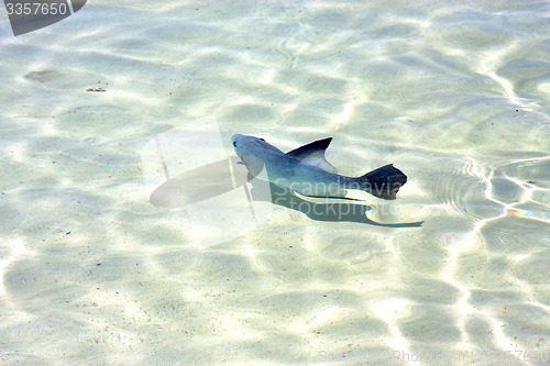 Image of   fish          in mexico froath and     sea drop    wave