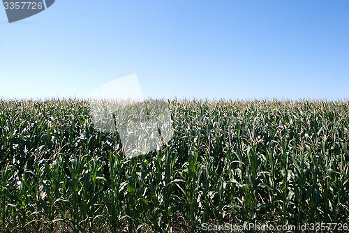 Image of a corn field