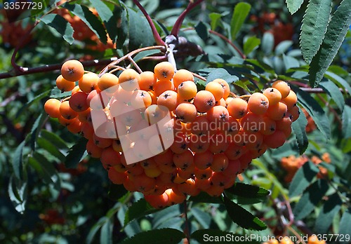 Image of bunch of rowan