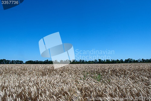 Image of wheat field