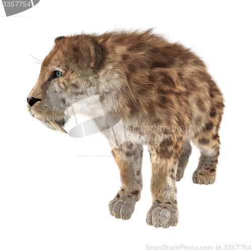 Image of Big Cat Smilodon