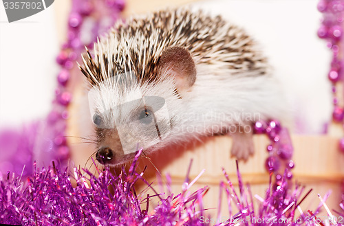 Image of A cute little hedgehog - ( African white- bellied hedgehog )