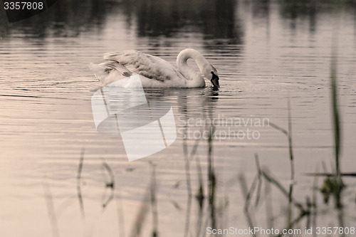 Image of Lonely swan