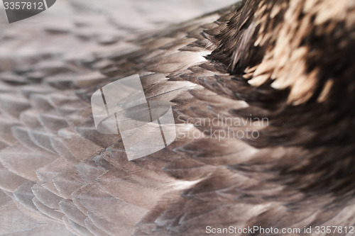 Image of Feather