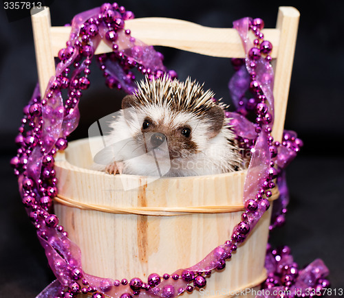 Image of A cute little hedgehog - ( African white- bellied hedgehog )