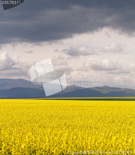 Image of Colza field