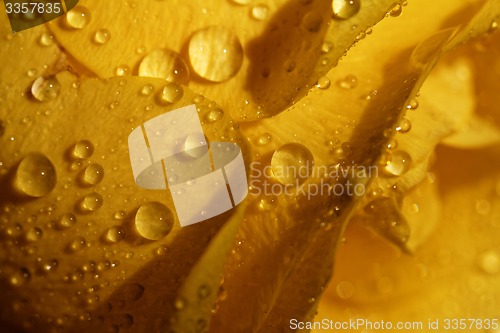 Image of Water drops