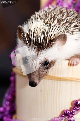 Image of A cute little hedgehog - ( African white- bellied hedgehog )