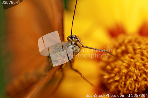 Image of Orange butterfly