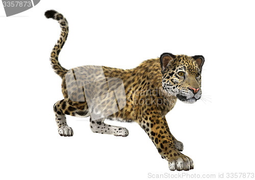 Image of Big Cat Jaguar