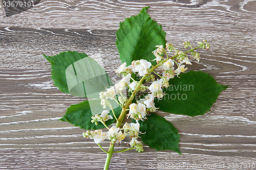 Image of White chestnut