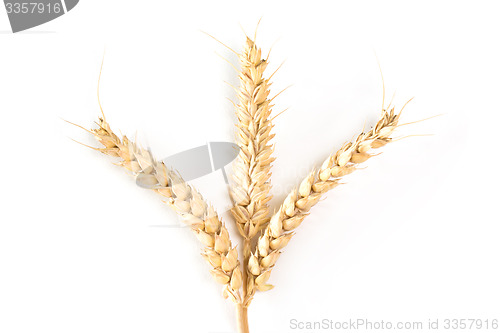 Image of Three wheat ears