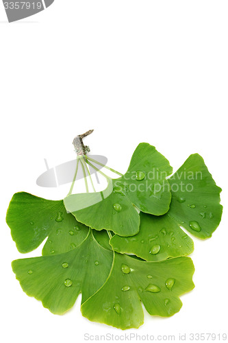 Image of Ginkgo leaves