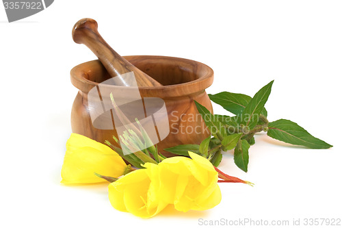 Image of Evening primrose with wooden mortar