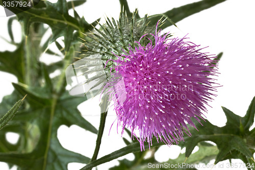 Image of Milk thistle