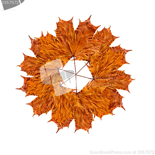 Image of Autumn yellow leaves isolated