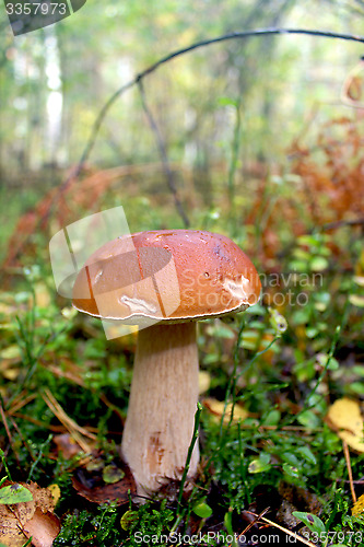 Image of Beautiful and small cep in the grass