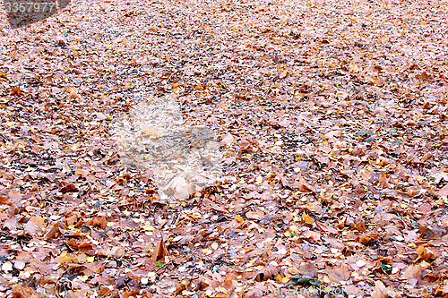Image of beautiful yellow leaves on the ground
