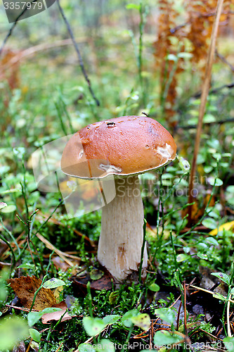Image of Beautiful and small cep in the grass