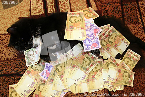 Image of cat lying on the carpet with money