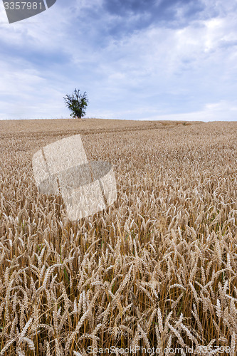 Image of Cornfield