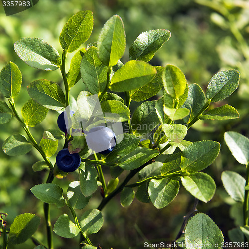 Image of Bilberry, whortleberry or European blueberry