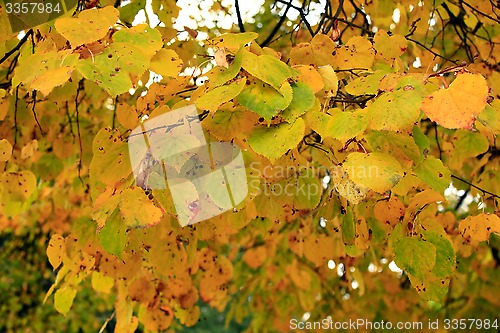 Image of beautiful yellow leaves hanging on the tree