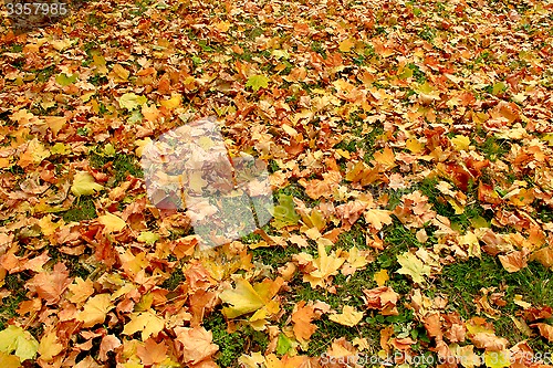 Image of beautiful yellow leaves on the ground