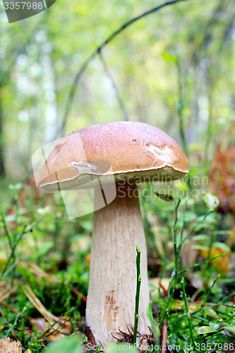 Image of Beautiful and small cep in the grass