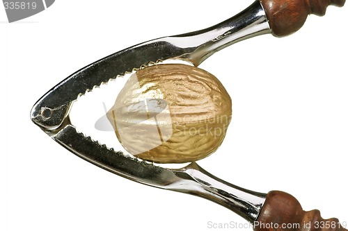 Image of Golden walnut