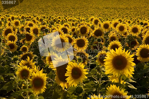 Image of Sunflower field