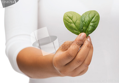 Image of closeup woman hand with green sprout