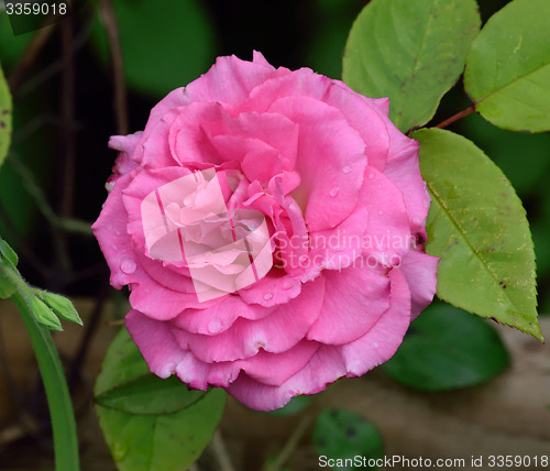 Image of Rosa;  Zephirine Drouhin.