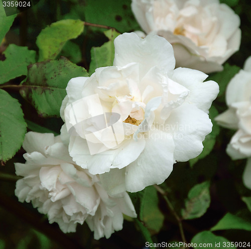 Image of Rosa; Madame Alfred Carriere.