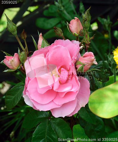 Image of Rosa; Pink Pearl