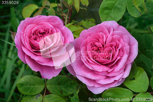 Image of Rosa; Gertrude Jekyll.