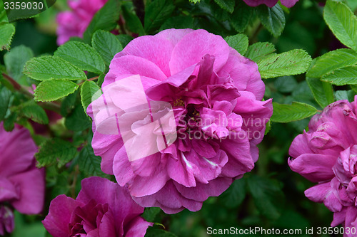 Image of Rugosa Rose