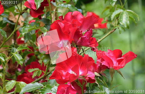 Image of Rosa;  Dortmund.
