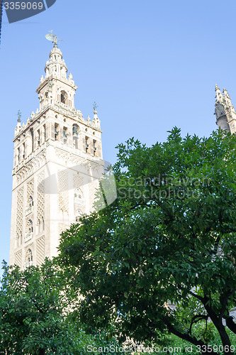 Image of Giralda among trees