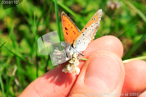 Image of Butterfly in hands