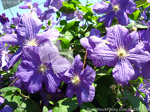 Image of beautiful blue flowers of clematis
