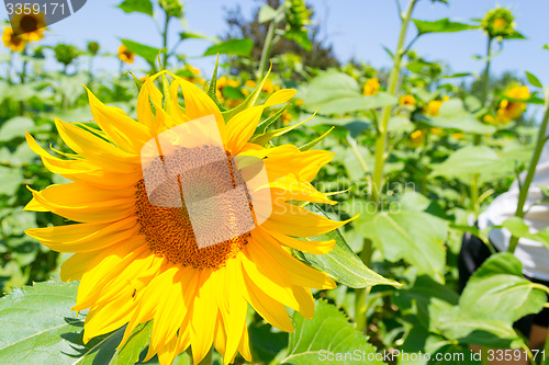 Image of Sunflower field