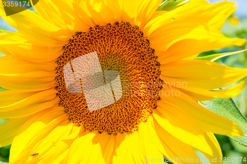 Image of Sunflower