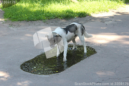 Image of Big dog slaking its thirst in pool